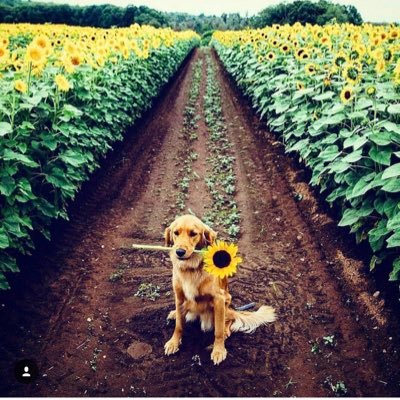 _theresakhumalo's profile picture. Daughter of the most high God