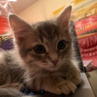 p4skal (@p4skal) 's Twitter Profile