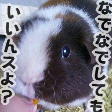 かっぱ_mihoさんのプロフィール画像