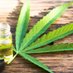 Cannabis Blog (@alloutcannabis) Twitter profile photo Cannabis Blog (@alloutcannabis) Twitter profile photo