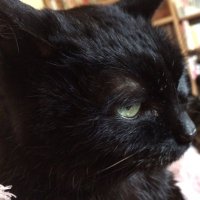 toromiso (@tororin_noumiso) 's Twitter Profile Photo