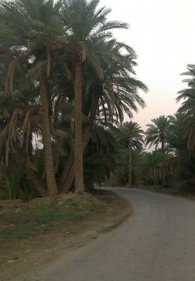 misamsarbedar's profile picture. ‏ایرانیم، مسلمانم، مصدقی و برانداز