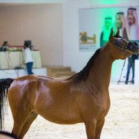 الرياضيه (@1oipstplrpw5suq) Twitter profile photo