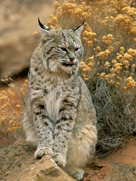 #1 UK Wildcats Fan, smoker of plenty weed and drinker of many WILD TURKEY BOTTLES.