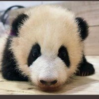 ナメダンゴ又の名をナメ・、カサンドラ・ダンゴ (@opa7_kb_) 's Twitter Profile