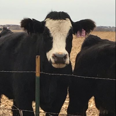 Girl dad, husband, Husker fan, hunter, cattleman, #EatBeef