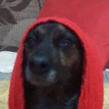 foda-se