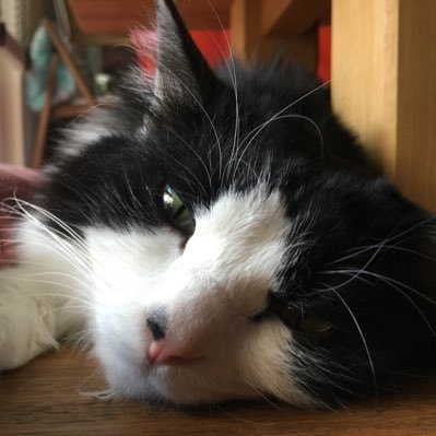 chenova84's profile picture. 