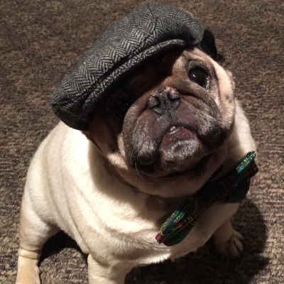 pigskinpug Profile Picture