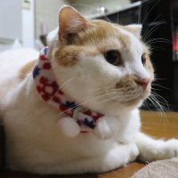 ちわわこ (@bs0w6lfok3aipfm) 's Twitter Profile Photo ちわわこ (@bs0w6lfok3aipfm) 's Twitter Profile Photo