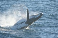 The humpbacks are here! Passing Straddie from May,  making their way to warmer northern waters to mate and calve.