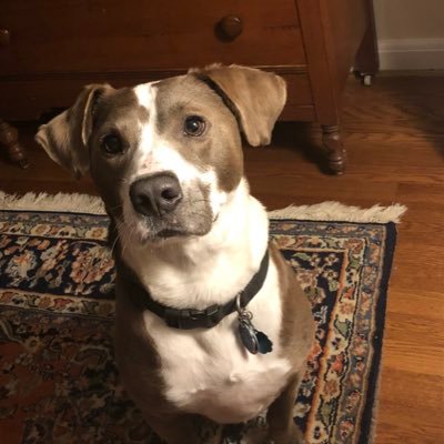 i_mailman's profile picture. i haz cute, but I did bite.