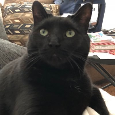 2020_Ally's profile picture. Pro-Humanity😘, Animal Lover🐶🐱, Foodie🌮, Floridian🌴