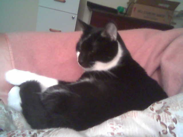 that_damned_cat's profile picture. I'm a cat.