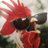 A_Aponte's profile image