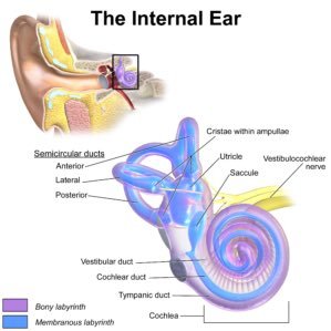 #MedEd about #VestibularDisorders, #VestibularMigraine/#Migraine, #VisualDependence, #VisualSnowSyndrome/#VSS, #Vertigo & #Tinnitus. Recommend @vestibularveda