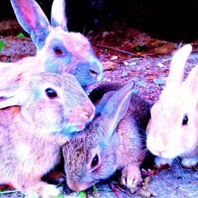 swanna6_su's profile picture. 空気読まない・読めない人です。自然・動物・音楽のツイート好きです。Thailand・哺乳類好き。好きで嫌いな言葉は ‘Who cares?’