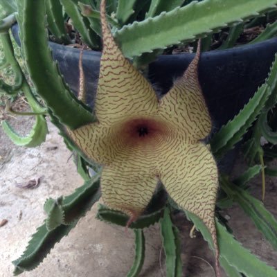 RosestanRose's profile picture. 