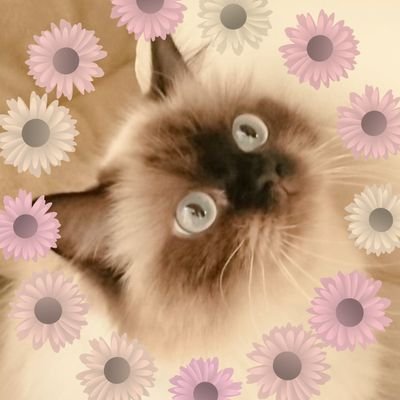 chanhime76hima's profile picture. ただの猫好き🐾  ヒマラヤンに夢中❤ 
7月生まれ9才✨ヒマラヤンの「ひめ」🐈