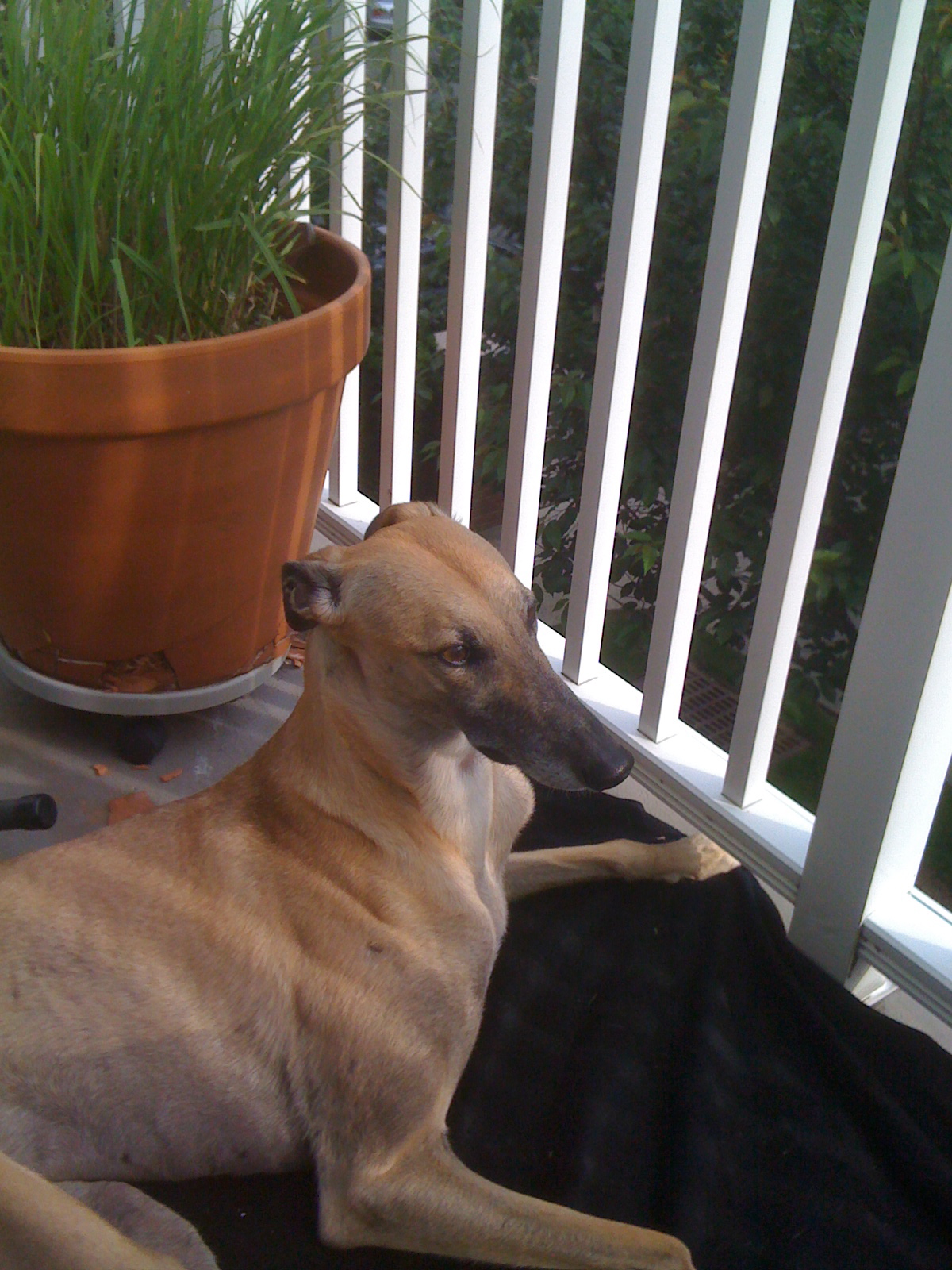 EllietheGreyt's profile picture. half greyhound, half princess, quarter dinosaur