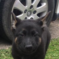 Zeus the Goose (@zeusthegoose4) 's Twitter Profile