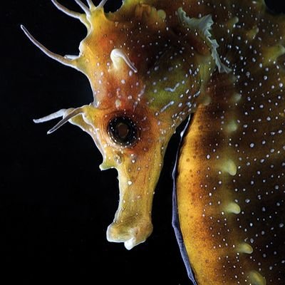 Seahorse Homeland Profile