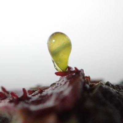 藻学者 (Ph.D.)Phycologist JPN 海藻が好きです。現在は地方機関で海藻の研究をしています。 Dictyota dichotoma/Isomorphic alternation of generations/Reproductive strategy