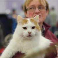 Cats on the bookshelf(@CatsShelf) 's Twitter Profile Photo