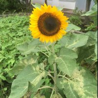 きょいく (@hajippofrom18) 's Twitter Profile