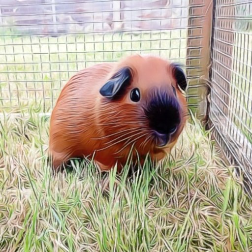 white californian guinea pig