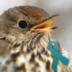 Hermit_Thrush Profile Picture