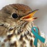 Hermit_Thrush's profile picture. Amateur but serious mathematician. Proud sesquisexual activist. Pronouns: our/your. ADULTS ONLY!! 18+