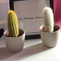 David's plants (@davidthecactus1) 's Twitter Profile