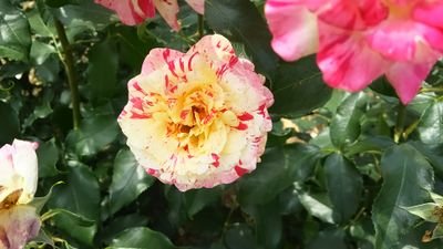 FZzB3LphpGWLJ0Y's profile picture. 