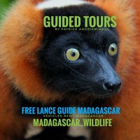 Madagascar_wildlife(@PatrickAndriam4) 's Twitter Profile Photo