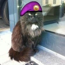 NEW ACCOUNT 
Memba of #wlf & #PA & #TheAviators #pawitched. Engaged to the wonderpurr @RustytheKitty and #OTRB on May 2nd 2014 #wlf10thBattalion #weeti