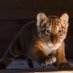 Rare Species Fund (@fund_rare) Twitter profile photo Rare Species Fund (@fund_rare) Twitter profile photo