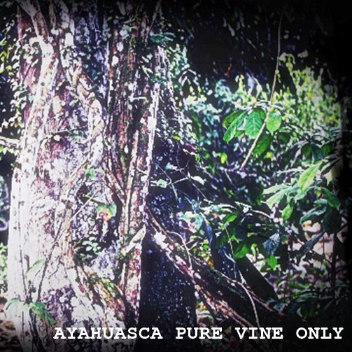 ayahuasca pure vine only microdosing - banisteriopsis caapi