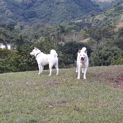 alcalde de Envigado; diputado; concejal;alcalde de medellin(e);gerente de movimientos políticos y empresas privadas .