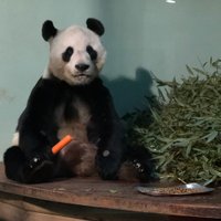 John (@grumpypandaf1) 's Twitter Profile Photo John (@grumpypandaf1) 's Twitter Profile Photo