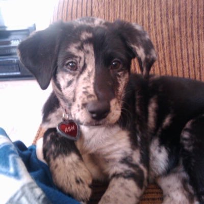 owl4mom3's profile picture. 