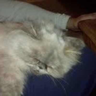 Ashley Ball (@mypetinsurance) | Twitter Ashley Ball (@mypetinsurance) | Twitter