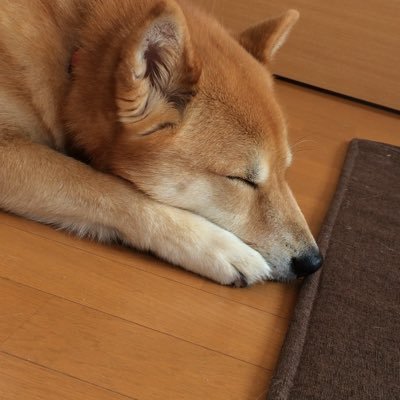 rurouni0721's profile picture. 現役テレビマン  松山北卒 松大卒 ハンドボール部