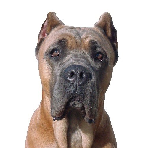 http://t.co/lLrHhUPmBo is the Premier Global Internet Resource for the Cane Corso Italiano