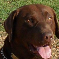 Dersu Uzala (@dersu62) 's Twitter Profile