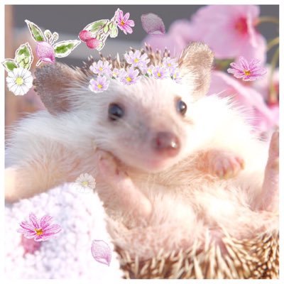 ハリネズミのもなかさん Fay 2 カロリーエース猫用ムースタイプ 4 ビタミンゼリー 6 ヤギミルク開封済未使用10g 5 乾燥ミル 1 エナジーバイト未開封 1 1 チキンペースト未開封 1 1包使用 1 バイタルアップ30 内訳になります