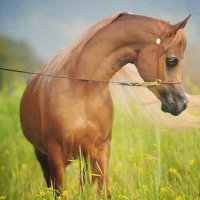 ,,Laila,, (@loolooloohail2) 's Twitter Profile