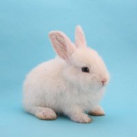 ✌️ (@rq_uz9v) 's Twitter Profile