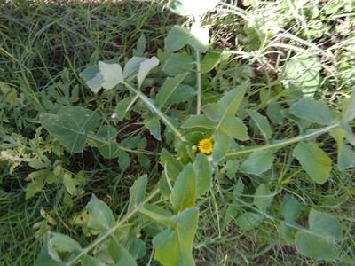 AlfekyAbeer's profile picture. الحمدلله