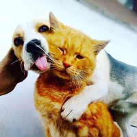 Princes Queen (Cat Łövėř) (@overprinces) 's Twitter Profile